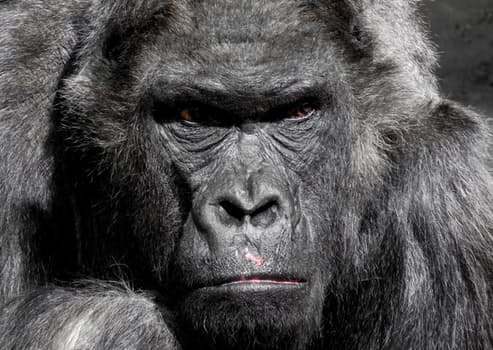 gorilla-monkey-ape-zoo.jpg
